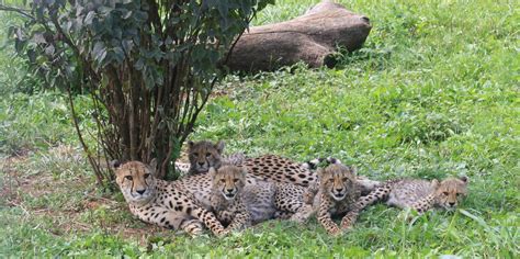 cheetah cubdate echo.